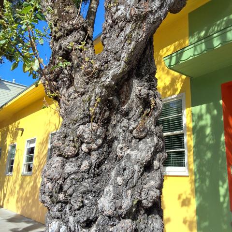 Grove Street Tree