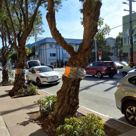 Grove Street Tree