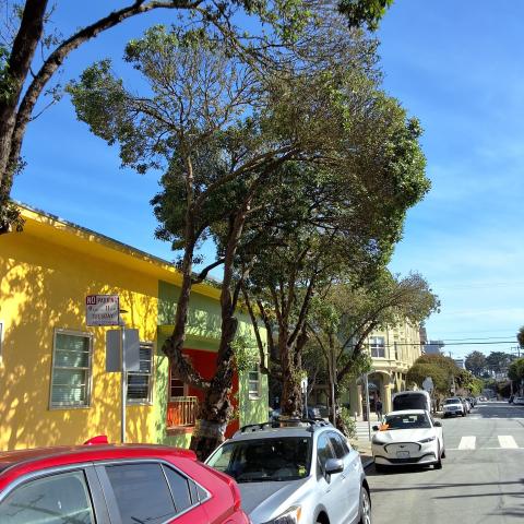 Grove Street Tree