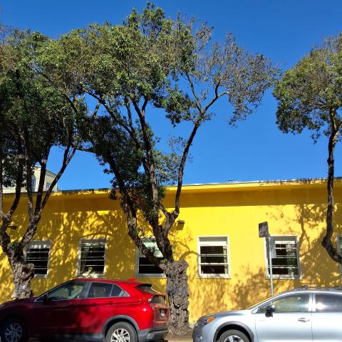 Grove Street Tree