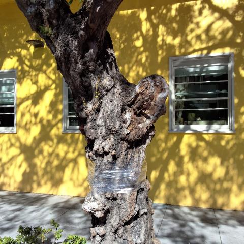 Grove Street Tree