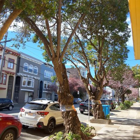 Grove Street Tree
