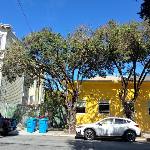 Grove Street Tree