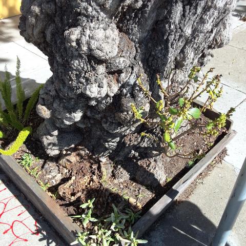 Grove Street Tree