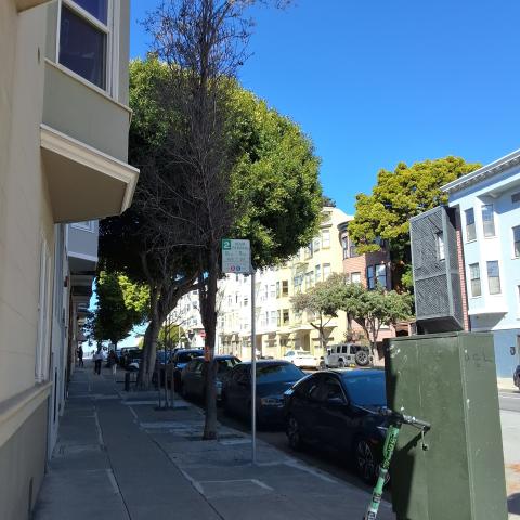 tree at 2507 Polk street