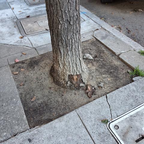 tree at 2507 Polk street