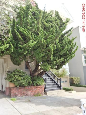 1272 Clayton St tree