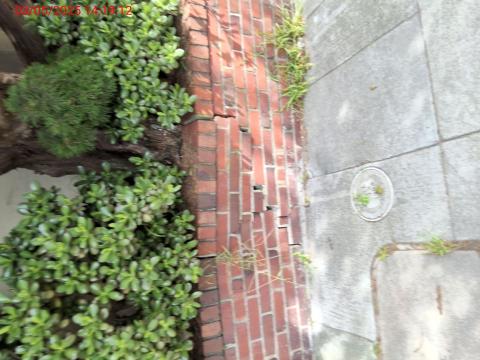 1272 Clayton St tree