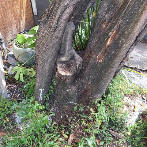 321 Lexington St tree