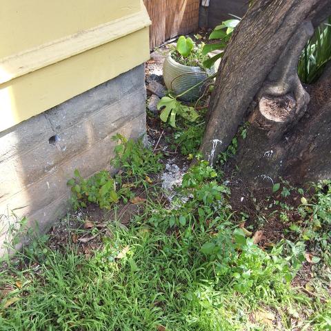 321 Lexington St tree