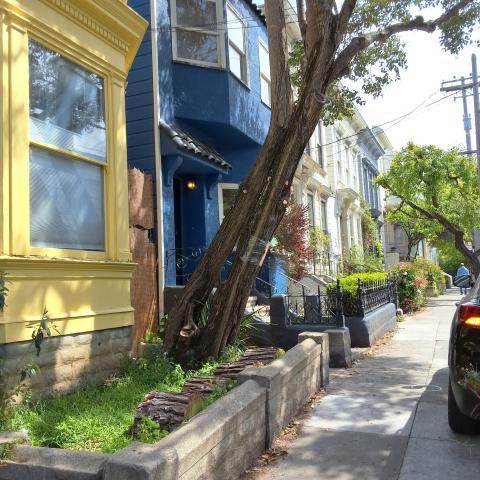 321 Lexington St tree