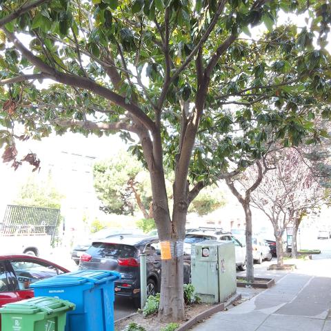 3517 24th St tree
