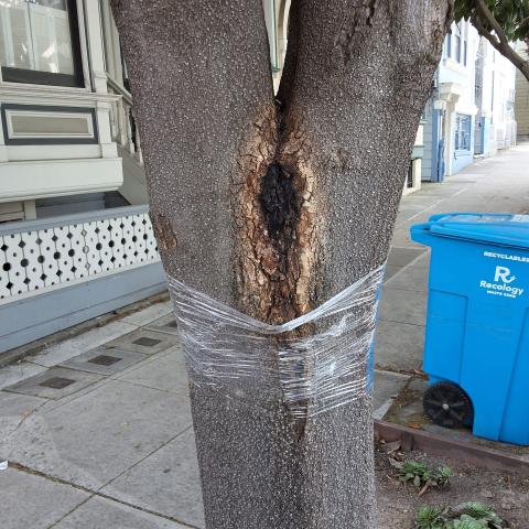 3517 24th St tree