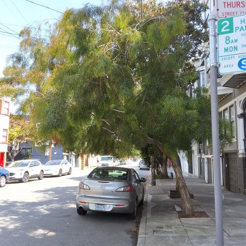 3673 19th St tree
