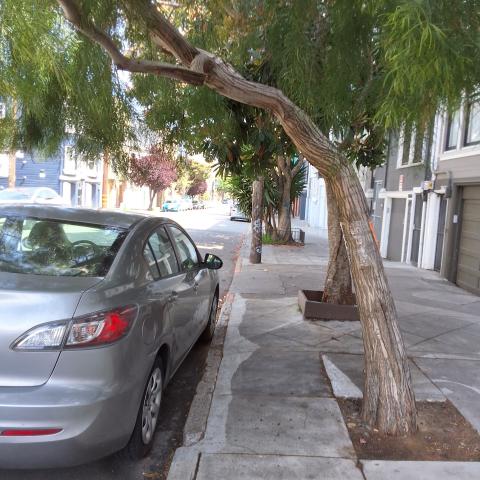 3673 19th St tree