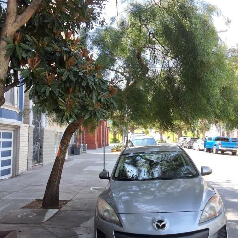3673 19th St tree