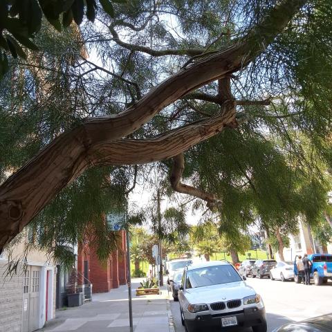 3673 19th St tree