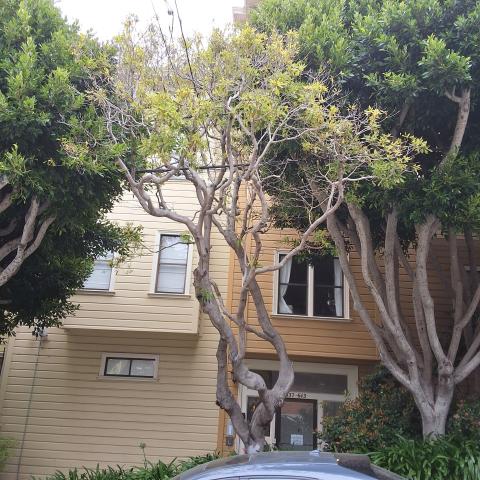 637 Carolina St tree