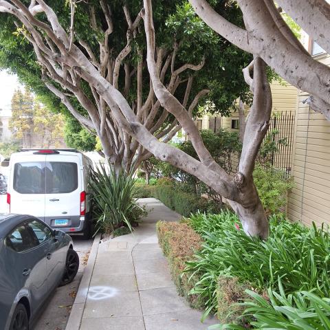637 Carolina St tree