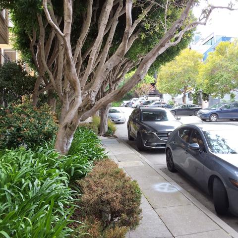 637 Carolina St tree