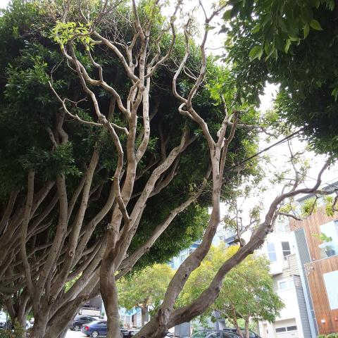 637 Carolina St tree