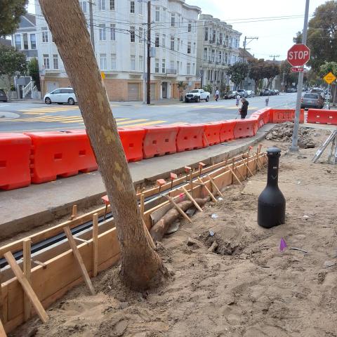 2 Lake Street (listed as 26 Lake Street) tree