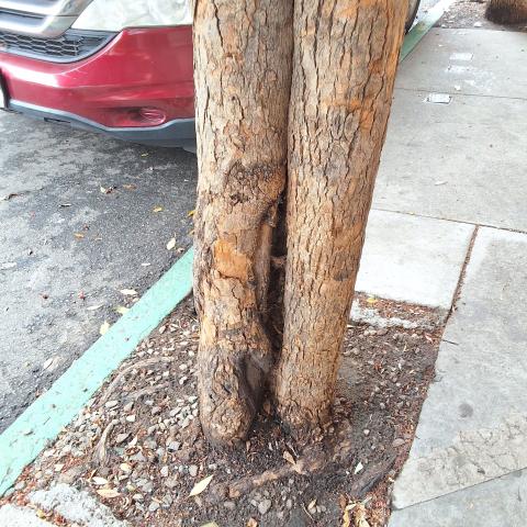 1333 Larkin St. tree