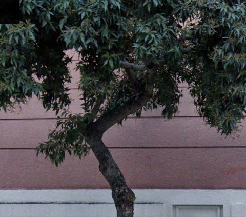 1333 Larkin St. tree
