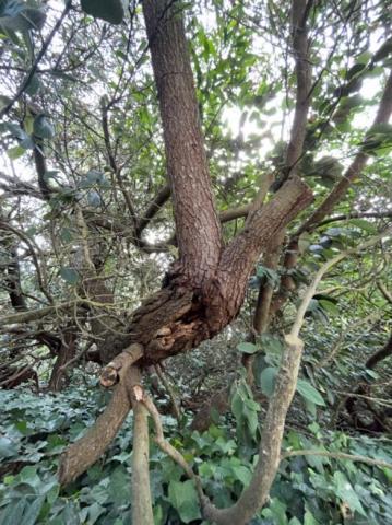 1555 5th Ave. tree
