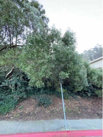 1555 5th Ave. tree