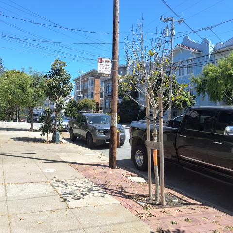 167 20th Ave. tree