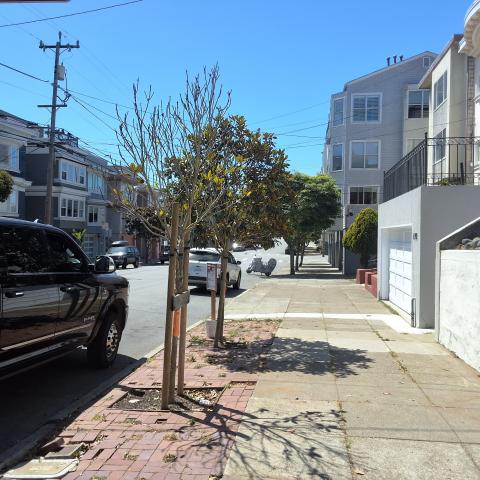 167 20th Ave. tree
