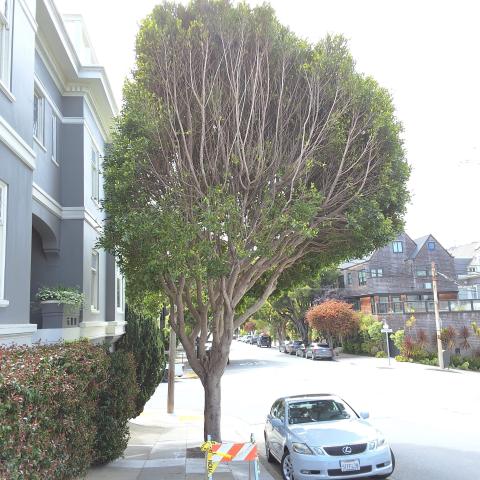 2395 Vallejo St. tree