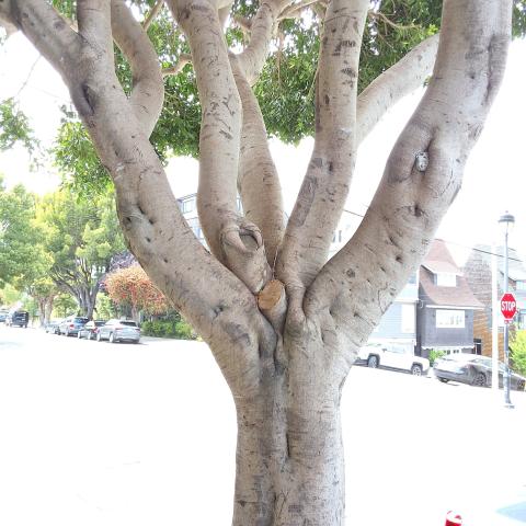 2395 Vallejo St. tree