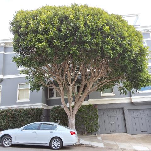 2395 Vallejo St. tree
