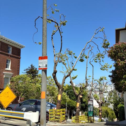 2429 Green St. tree