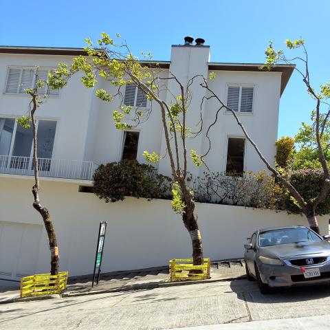 2429 Green St. tree