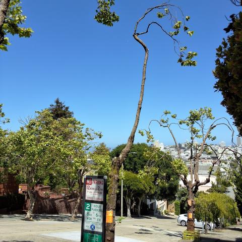 2429 Green St. tree