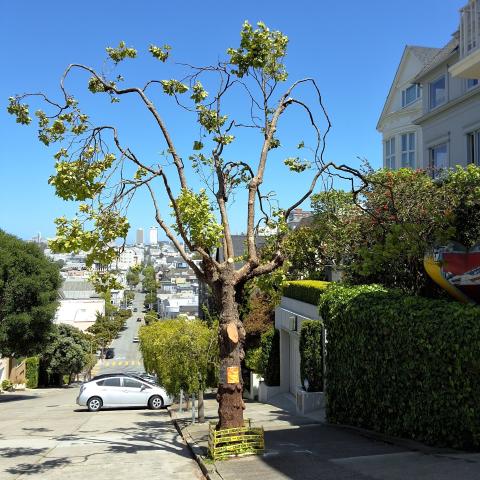 2429 Green St. tree