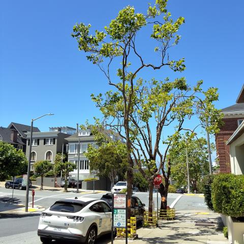 2772 Scott St. tree