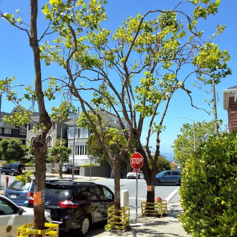2772 Scott St. tree