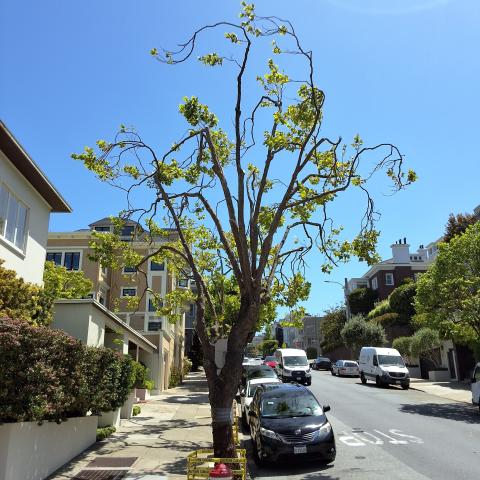 2772 Scott St. tree