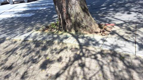 350 Santa Ana Ave. tree