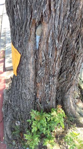 350 Santa Ana Ave. tree