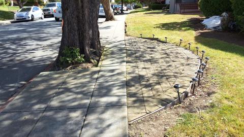 350 Santa Ana Ave. tree