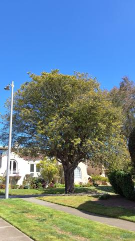 350 Santa Ana Ave. tree