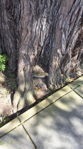 350 Santa Ana Ave. tree