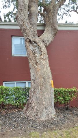 401 Vidal Dr. tree