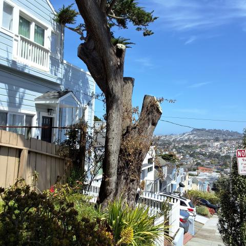 415 Victoria St. tree