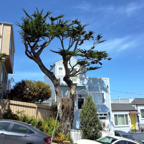 415 Victoria St. tree